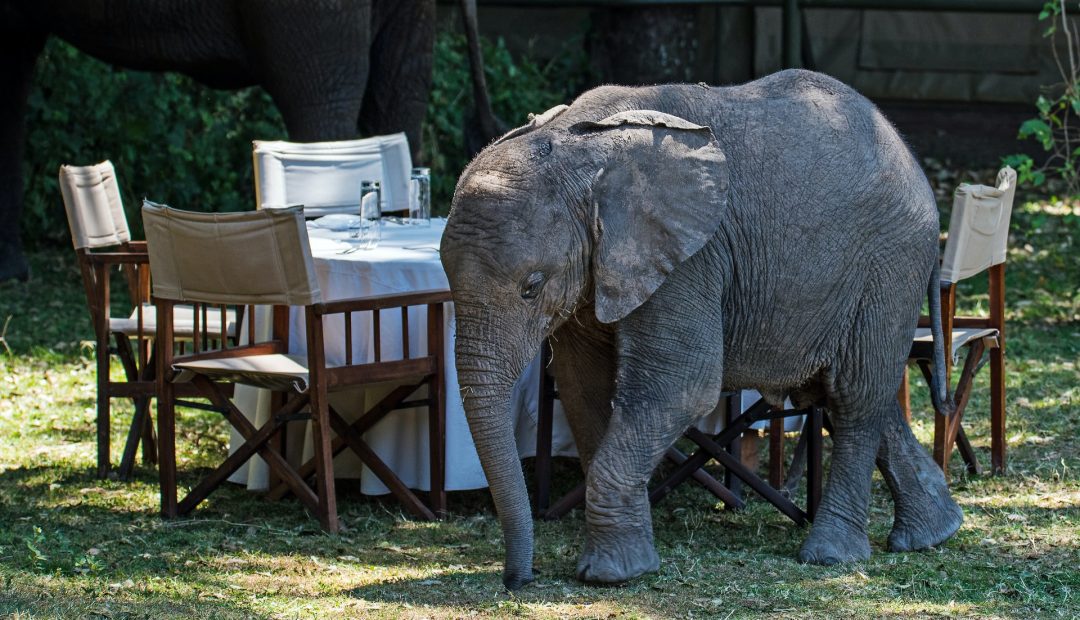 10 endroits à visiter au Kenya pour faire un tour de luxe