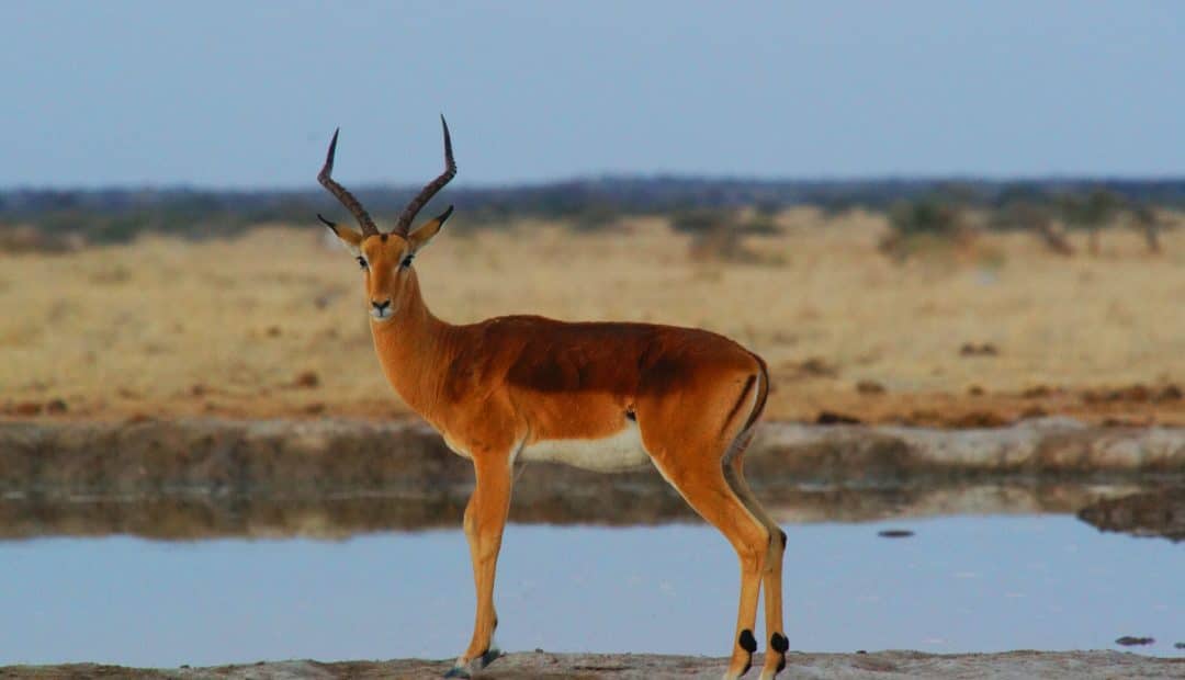 Parcs safaris au Botswana fantastiques