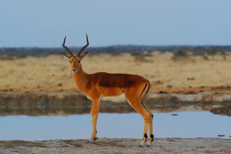 Safaris au Botswana